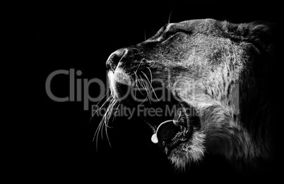 lioness roars in black and white