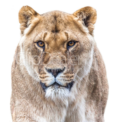 lioness isolated on white backround