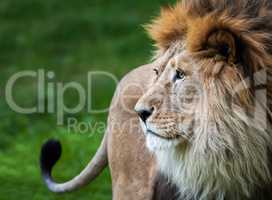 lion portrait