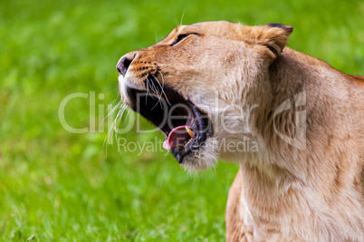 lioness roars to the left
