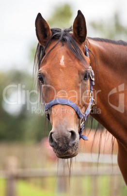 brown horse portrait