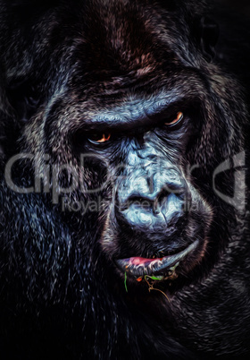 Gorilla portrait