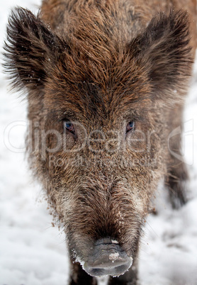 wild boar on snow looks to the camera