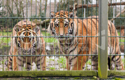 two tigers looking behind the compound fence
