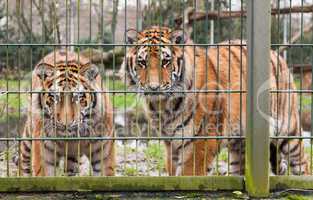 two tigers looking behind the compound fence