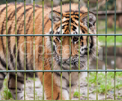 one tiger looks behind the compound fence