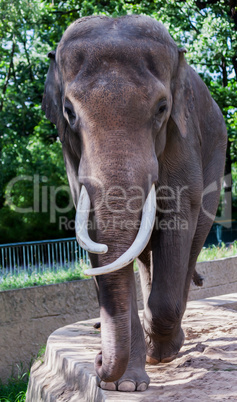 old elephant cow walks arround in compound