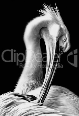pelican dressing his feathers in black and white