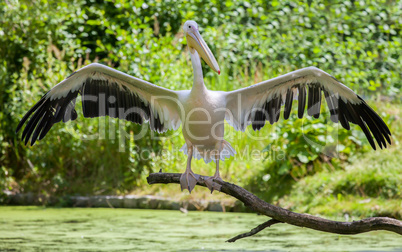 pelican shows his wings