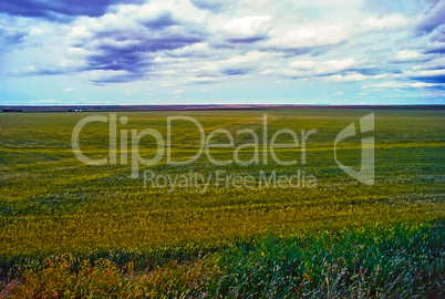 Wheat, Montana