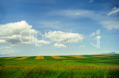 Fields in Montana