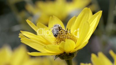 Biene sucht Nektar in gelber Blume