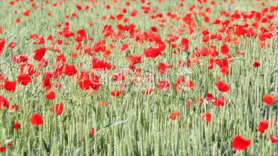 field with green wheat and poppy flowers