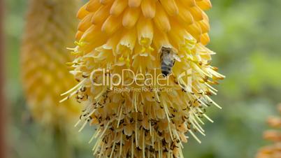 Biene sucht Nektar in Blütenkelch