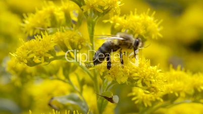 Biene sucht Nektar in gelber Blume