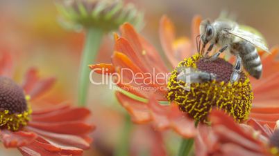 Biene sucht Nektar in roter Blume