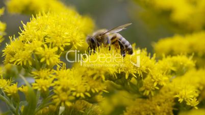 Biene sucht Nektar in gelber Blume