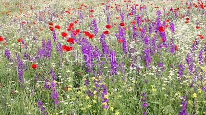 meadow with colorful flowers