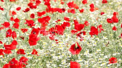 meadow with poppy and chamomile flowers