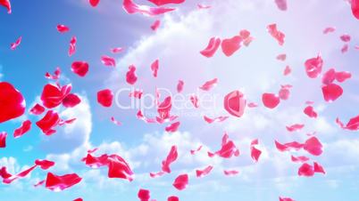 Rose Petals Falling from Sky (Loop)