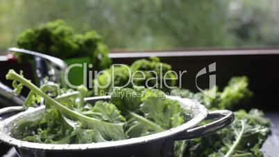 Washed kale falls with water splashes into colander on window light