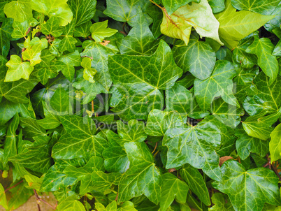 Green ivy background