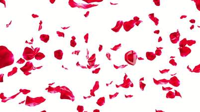 Rose Petals Falling on White (Loop with Matte)