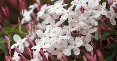 White & Pink Jasmine - Jasminum polyanthum