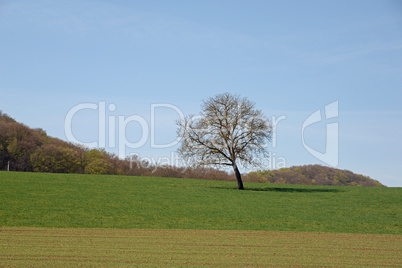 Baum auf einem Feld