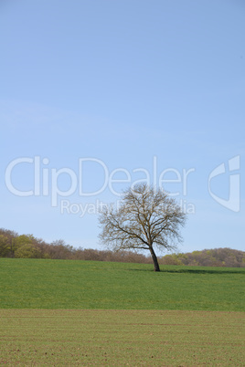 Baum auf einem Feld