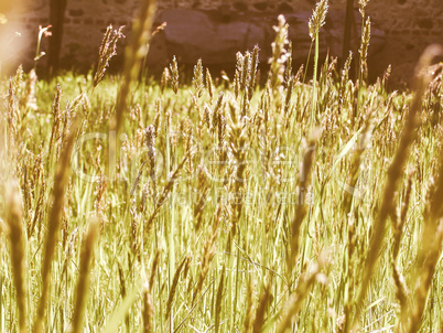Retro looking Grass meadow weed