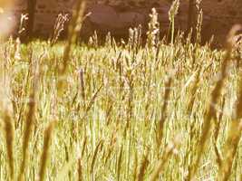 Retro looking Grass meadow weed