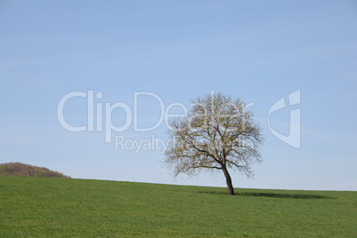 Baum auf einem Feld