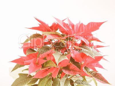 Retro looking Poinsettia Christmas star