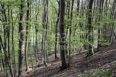 Wald im Frühling