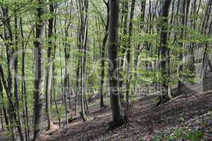 Wald im Frühling