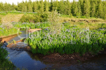 Landschaft bei Egilsstadir, Island