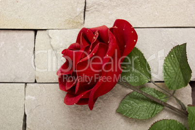 Single red rose against a textured background