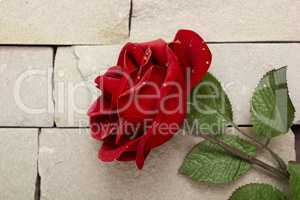 Single red rose against a textured background