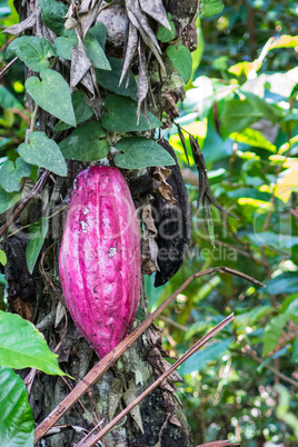 Kakao Baum auf Bali