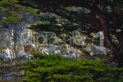 Point Lobos, California