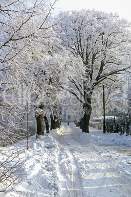 Snowy Road in Town