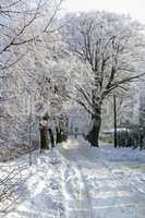 Snowy Road in Town