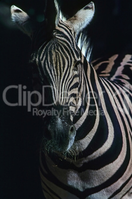 Zebra