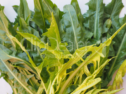 Catalonian chicory salad