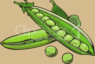 Green pea in vintage style.