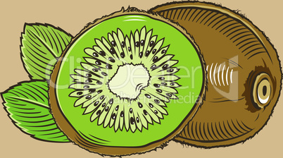 Kiwi in vintage style. Colored vector illustration