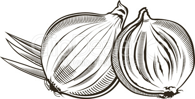 Onion in vintage style.