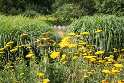 Blumen im Westfalenpark