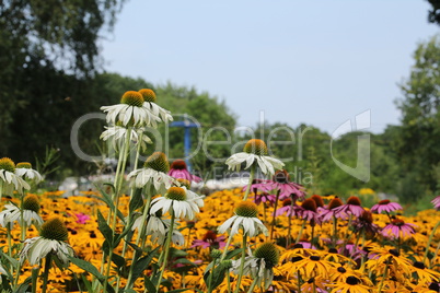 Sommerblumen im Westfalenpark